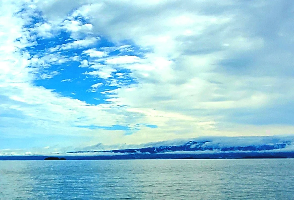 投稿写真：モーニンググローリー