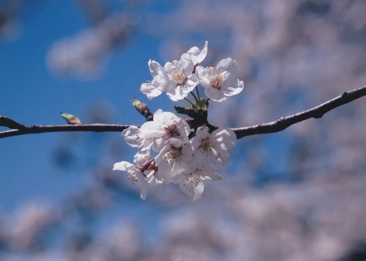投稿写真：春ですね