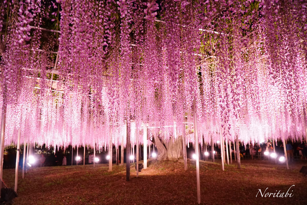 投稿写真：あしかがフラワーパーク