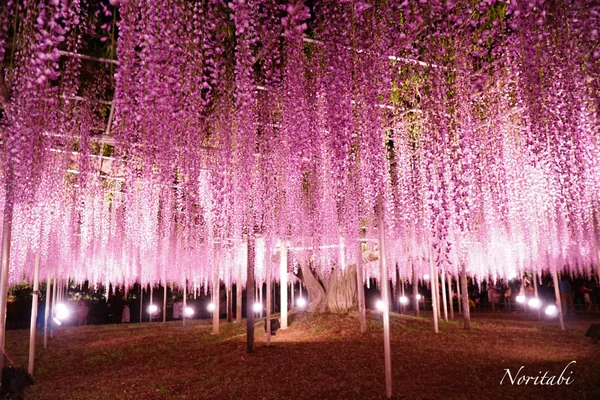 投稿：あしかがフラワーパーク