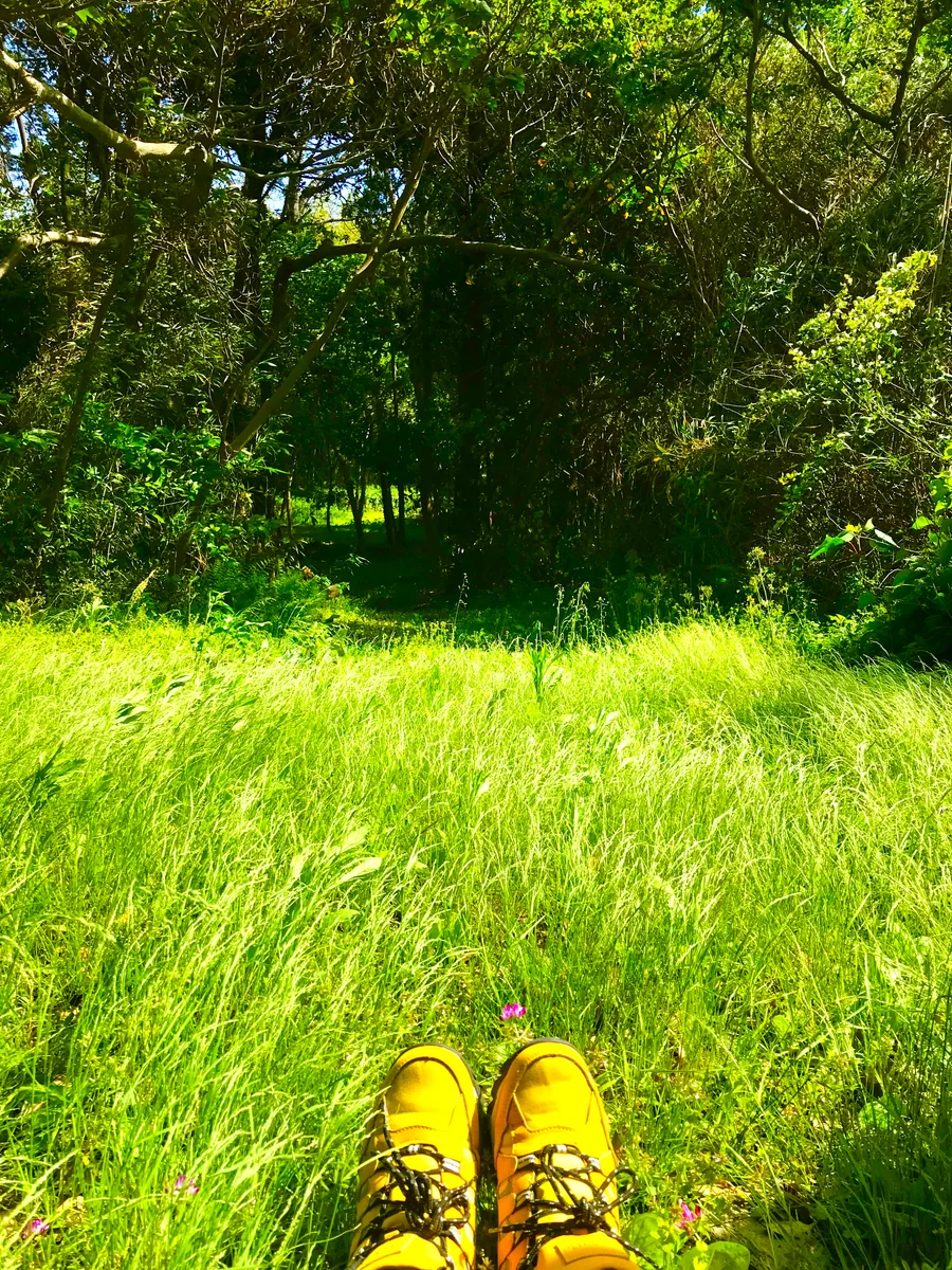 投稿写真：どこぞの外国の森のようだ