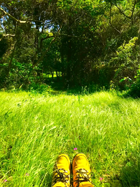 投稿：どこぞの外国の森のようだ