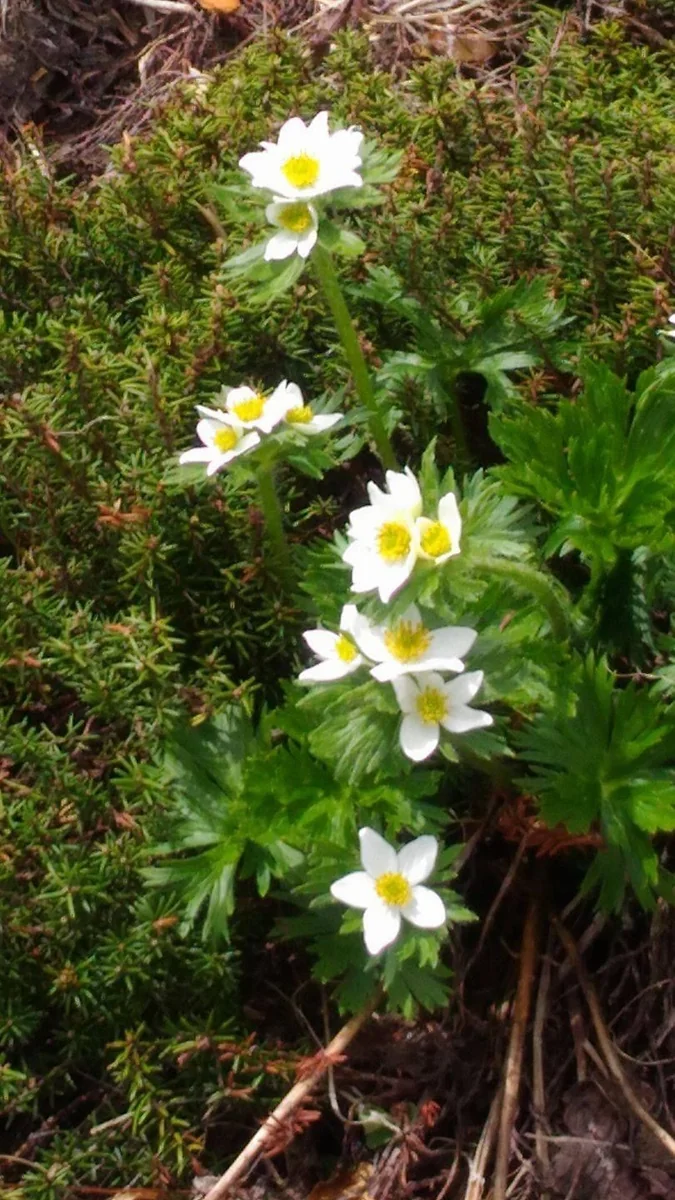 投稿写真：ハクサンイチゲ