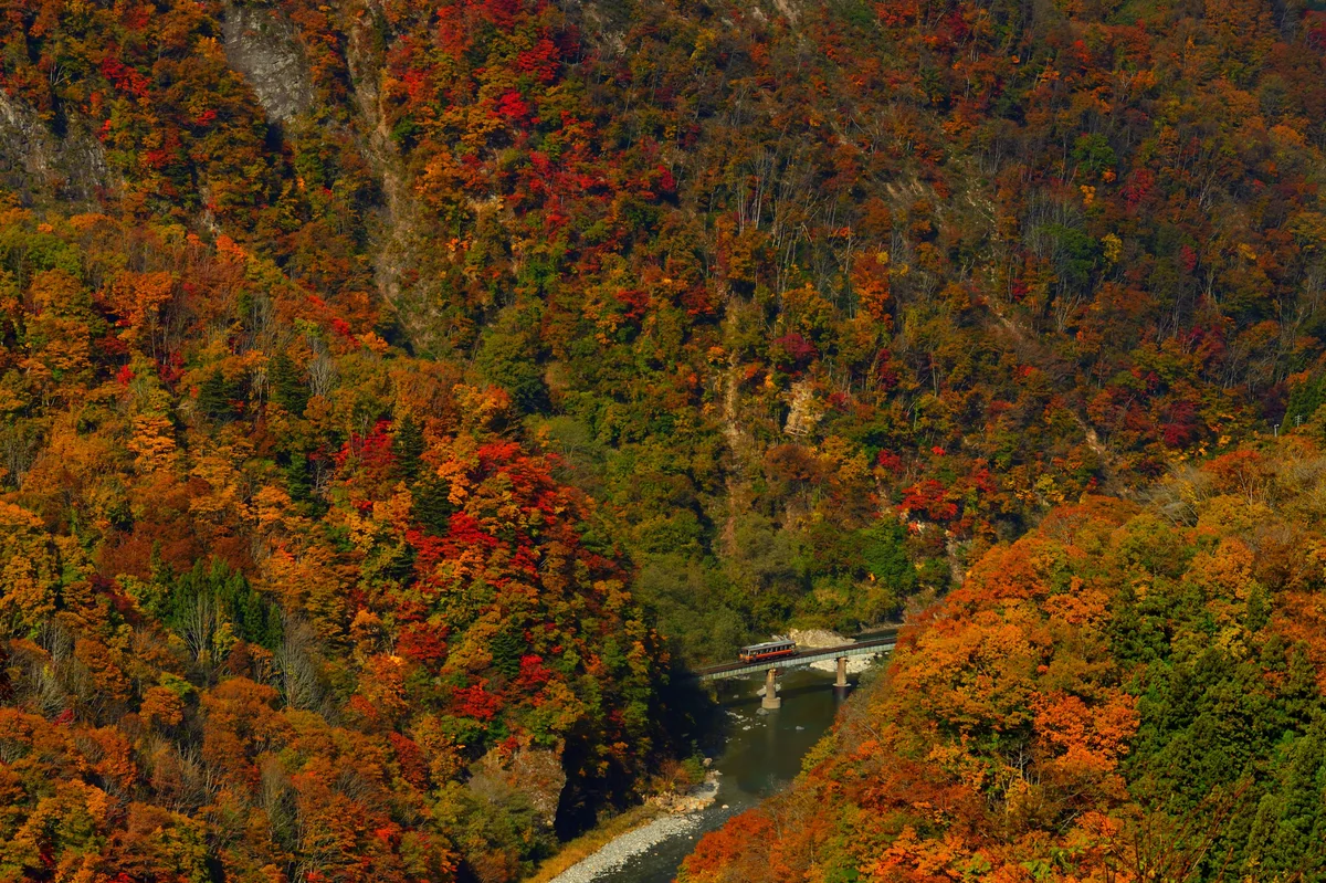 投稿写真：紅葉の渓谷
