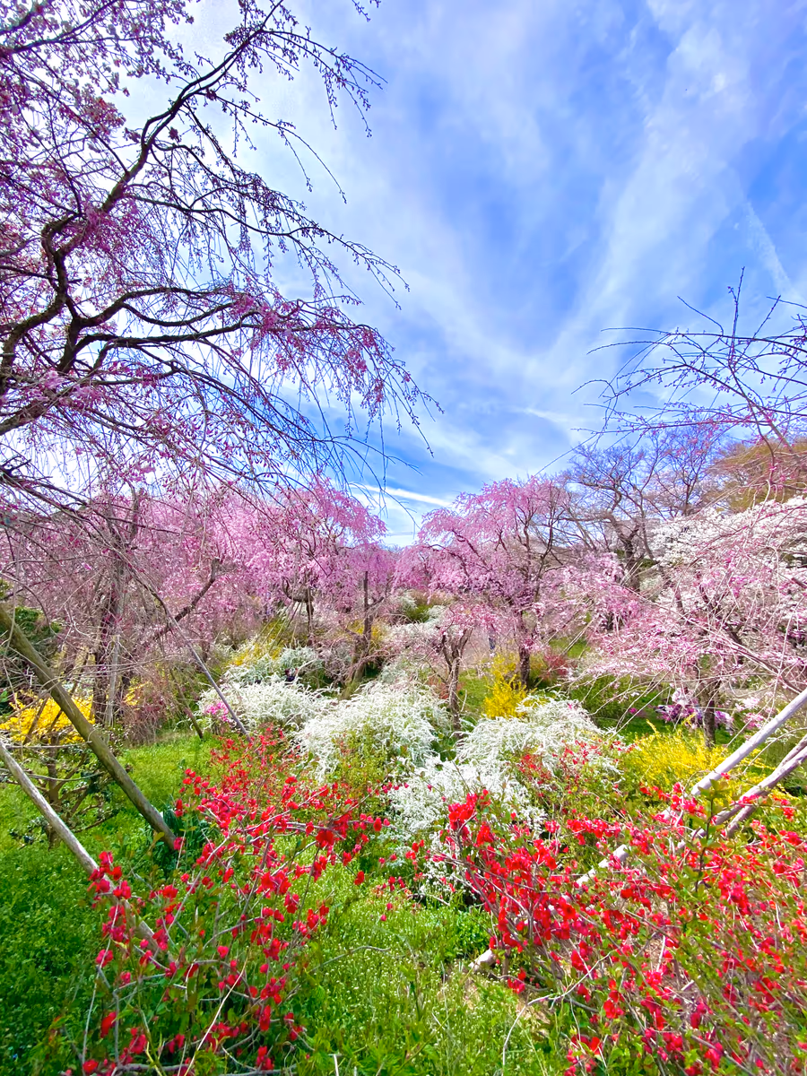 投稿写真：春色京都🌸秘密の花園