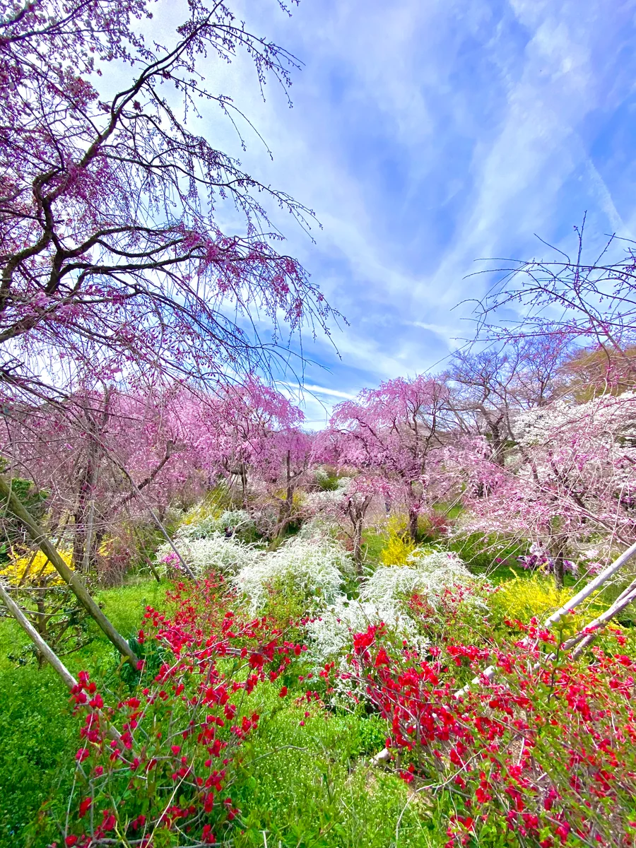 投稿写真：春色京都🌸秘密の花園