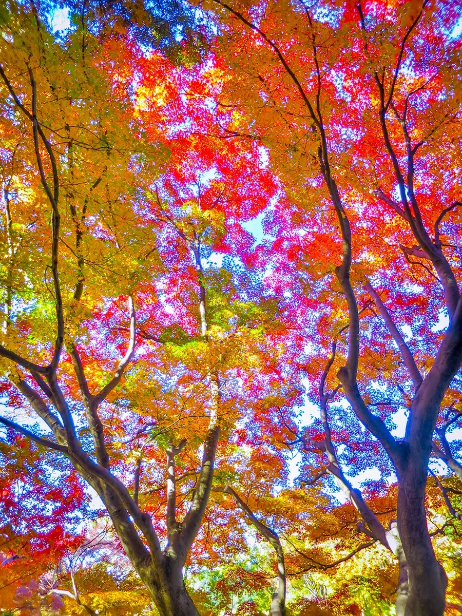 投稿写真：モミジの七色の紅葉