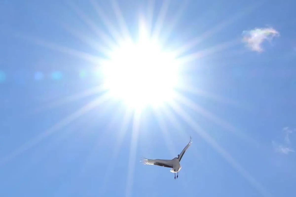 投稿写真：タンチョウヅル