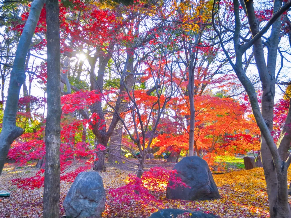 投稿写真：見納めの紅葉