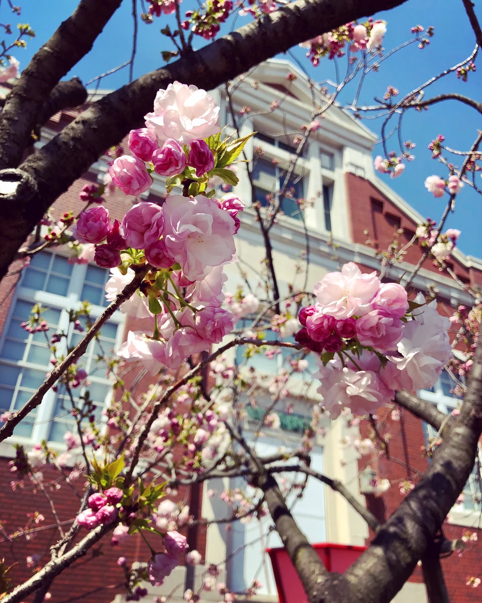投稿写真：八重桜