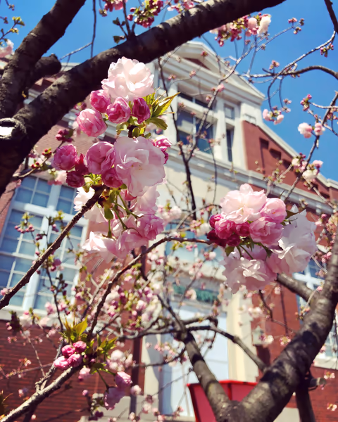 投稿：八重桜