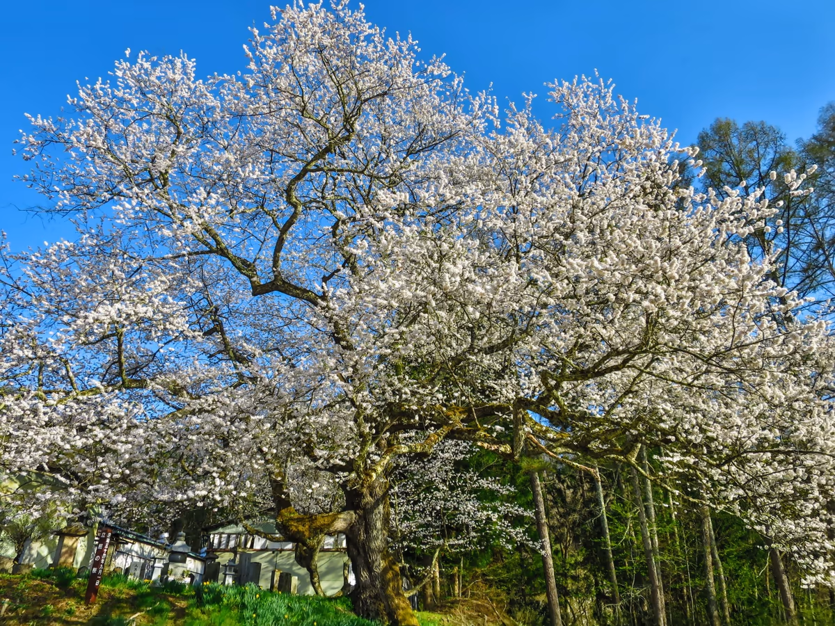 投稿写真：立屋の桜