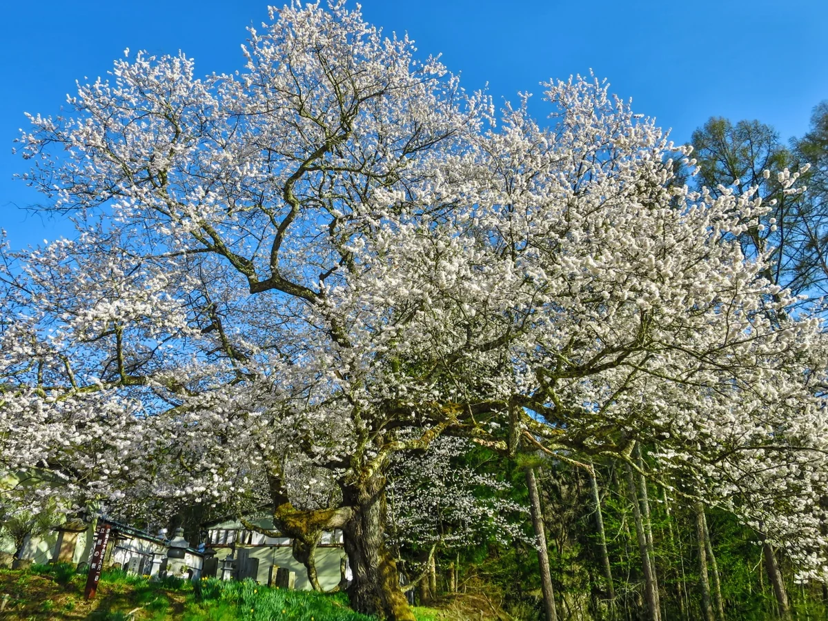 投稿写真：立屋の桜