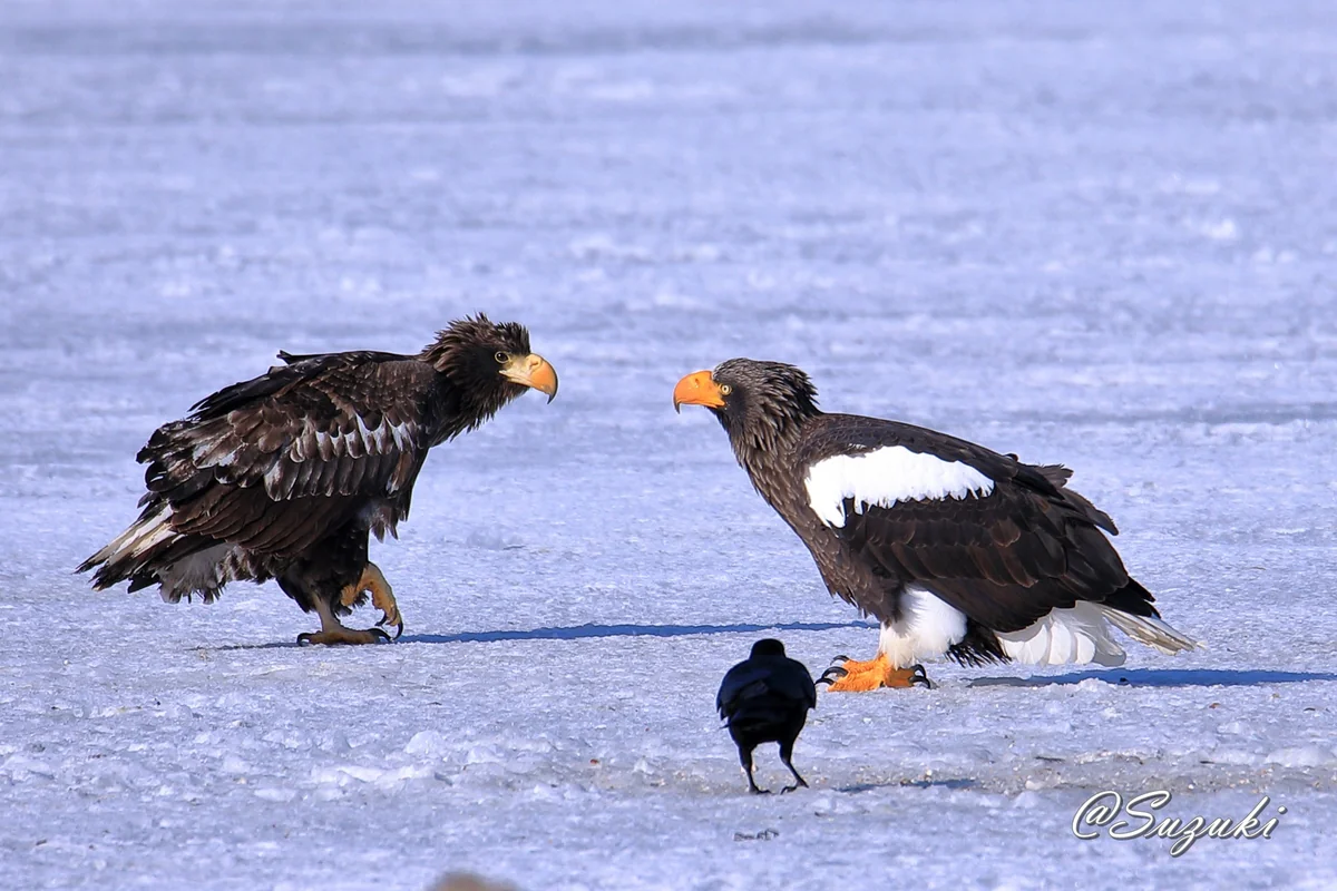 投稿写真：はっけよ～い！