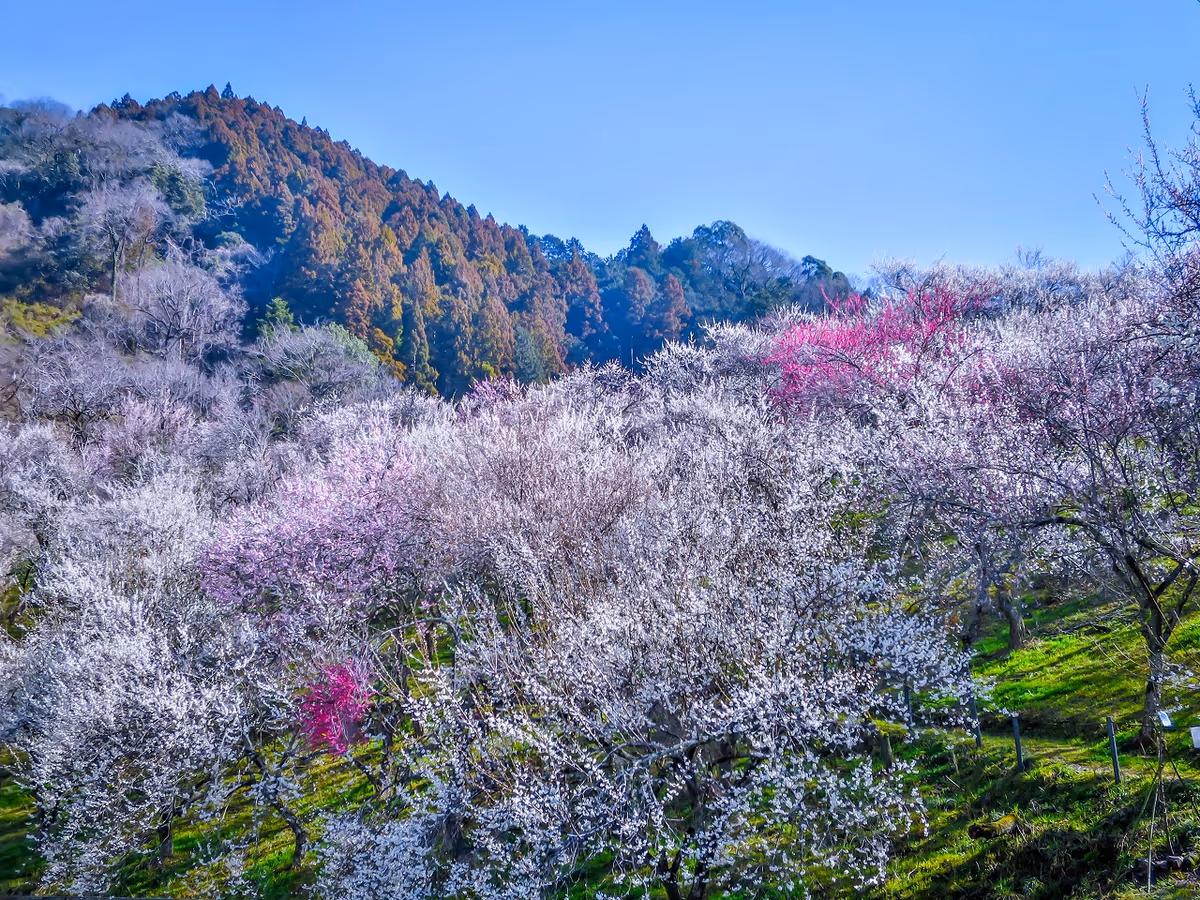 投稿写真：満開の紅白の梅林②