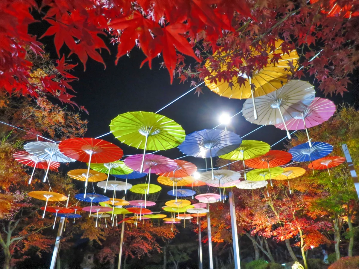 投稿写真：もみじと和傘のライトアップ