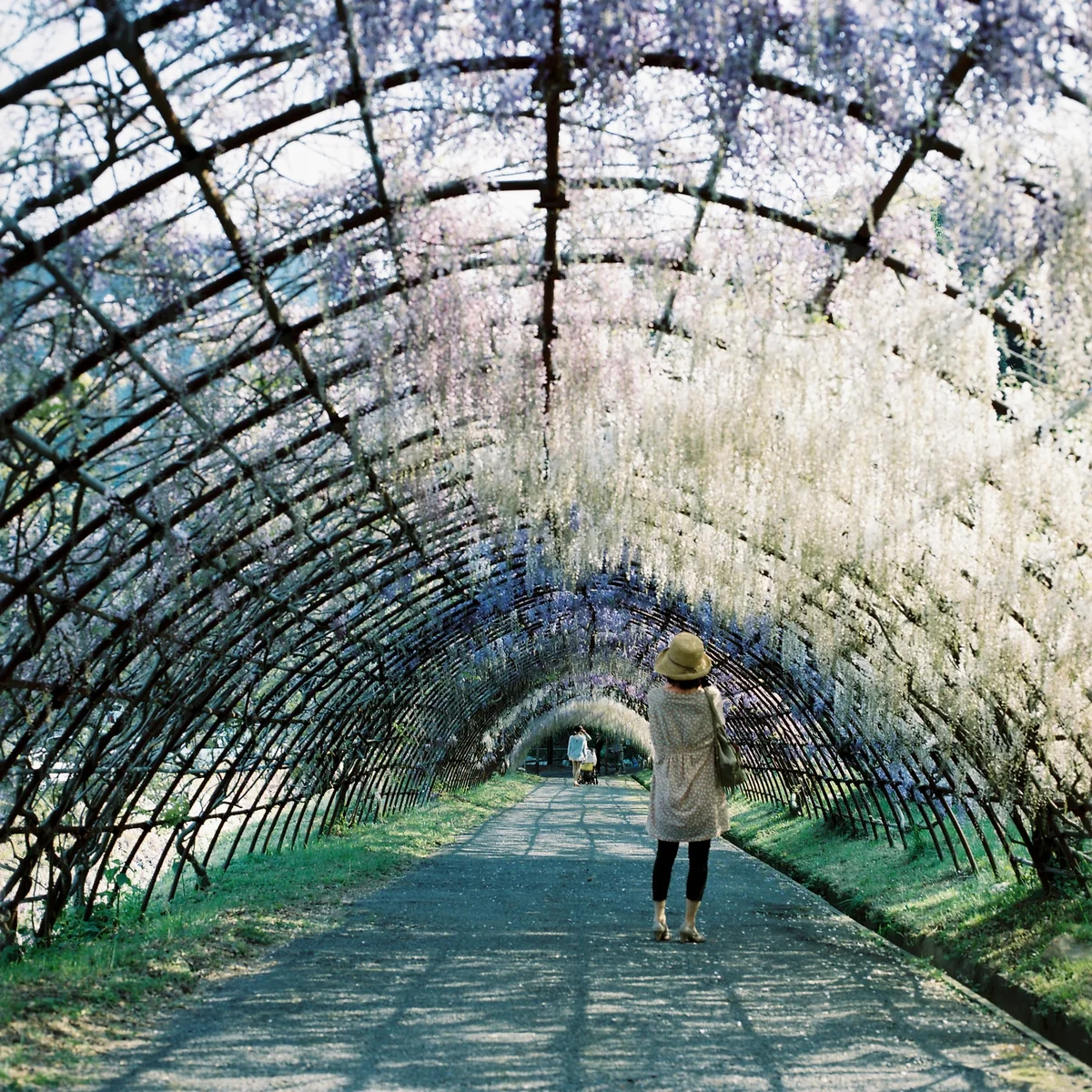 投稿写真：河内藤園