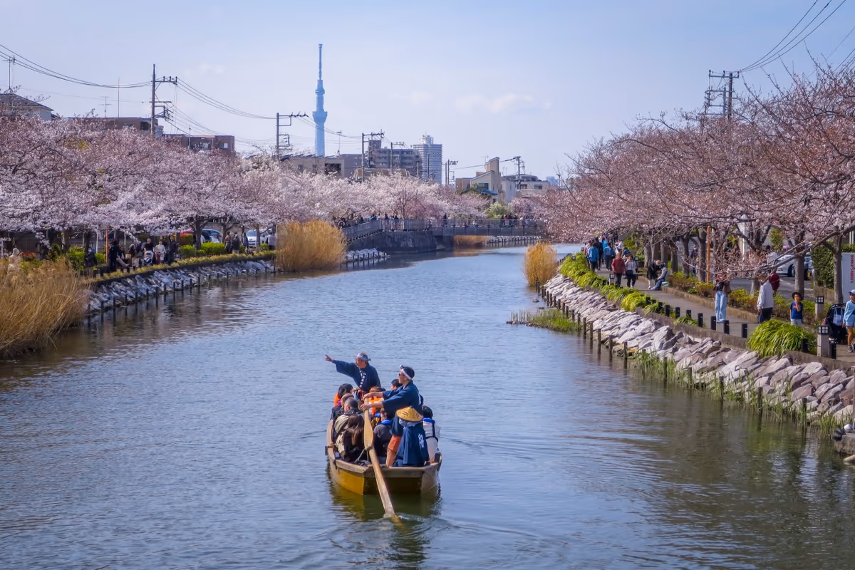 投稿写真：桜並木と和船