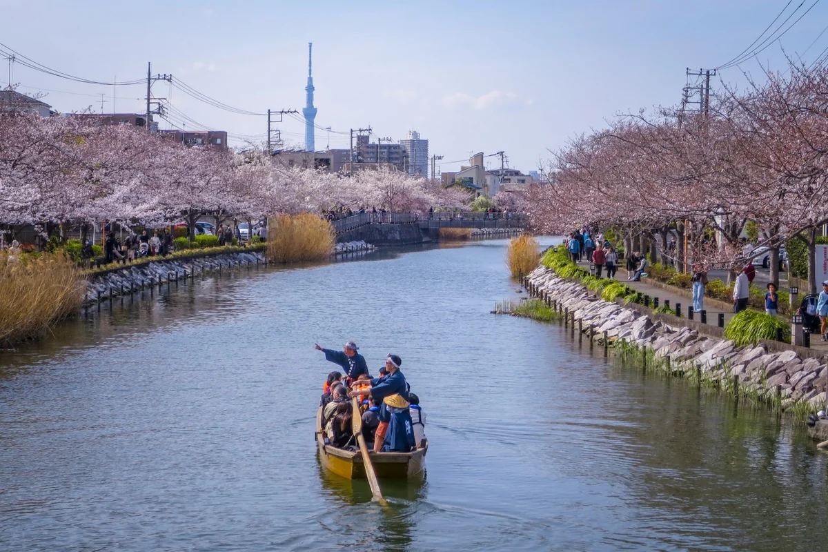 投稿写真：桜並木と和船