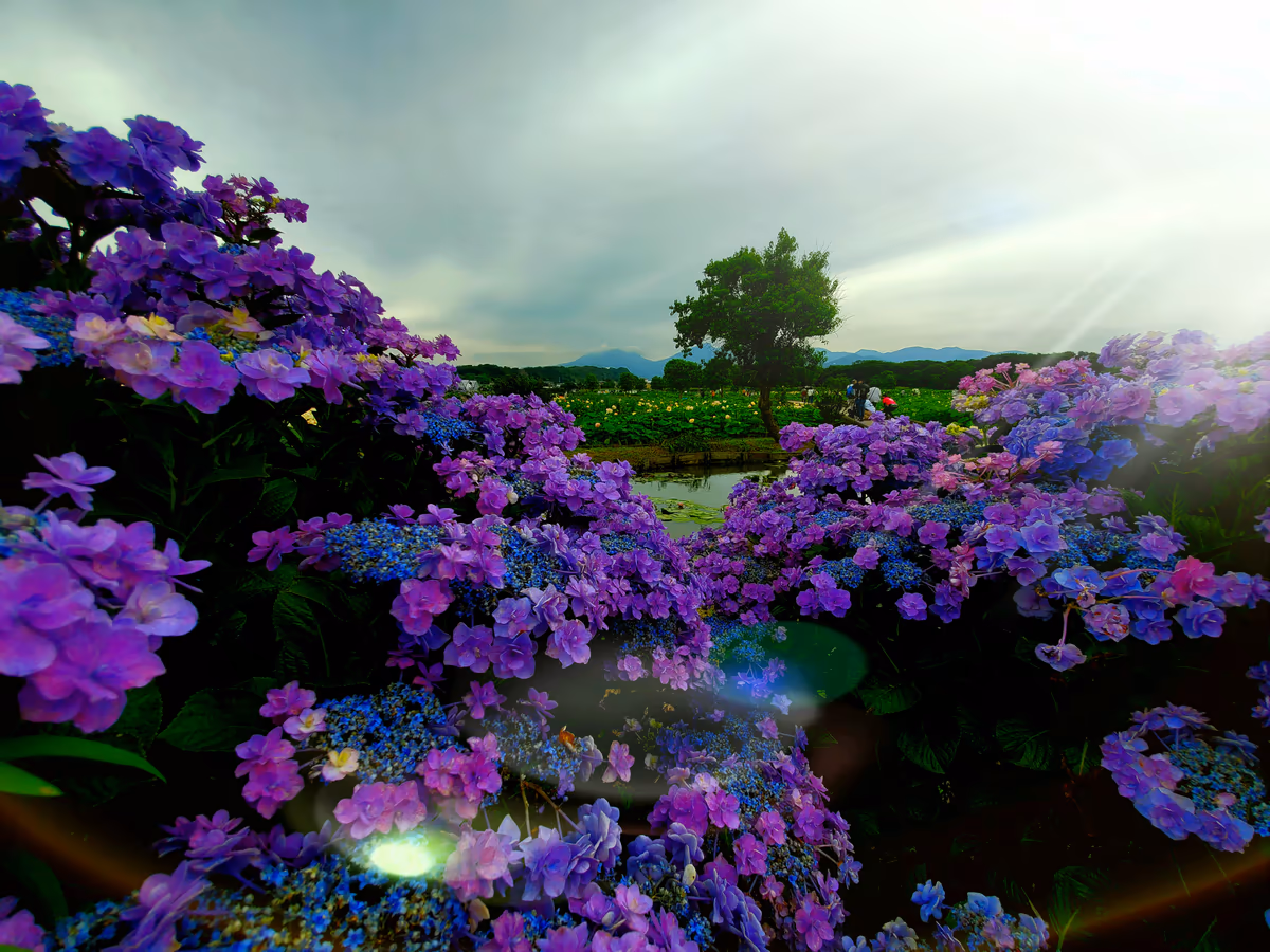 投稿写真：蓮と額紫陽花