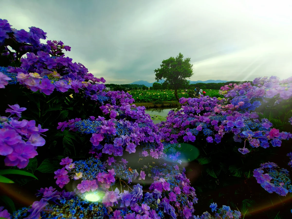 投稿写真：蓮と額紫陽花