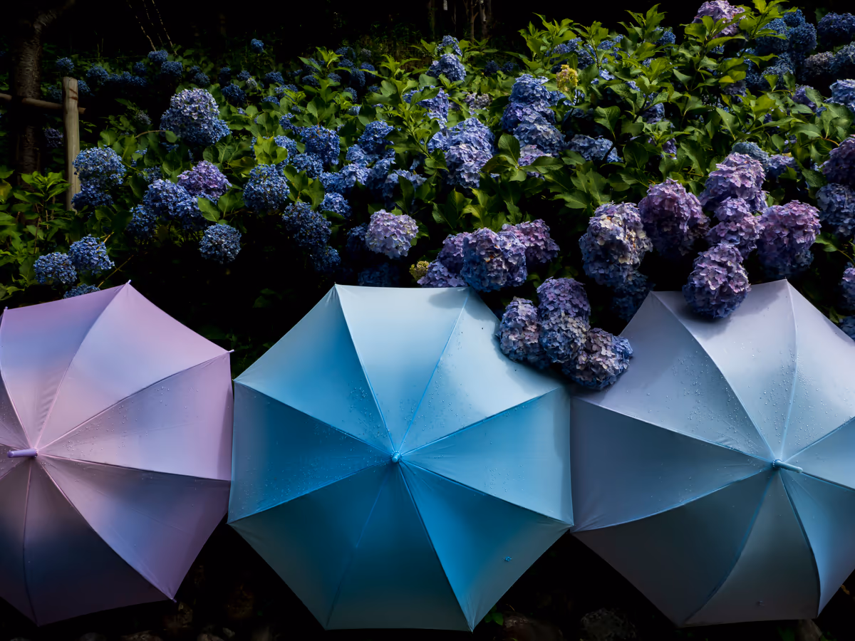 投稿写真：梅雨の晴れ間