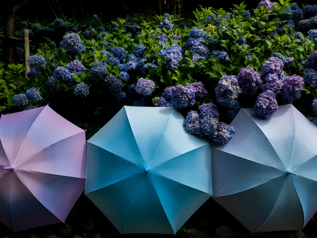 投稿写真：梅雨の晴れ間