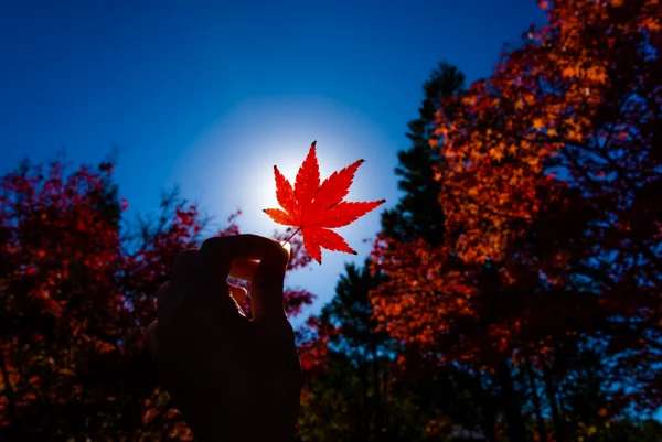 投稿：赤く染まる落葉