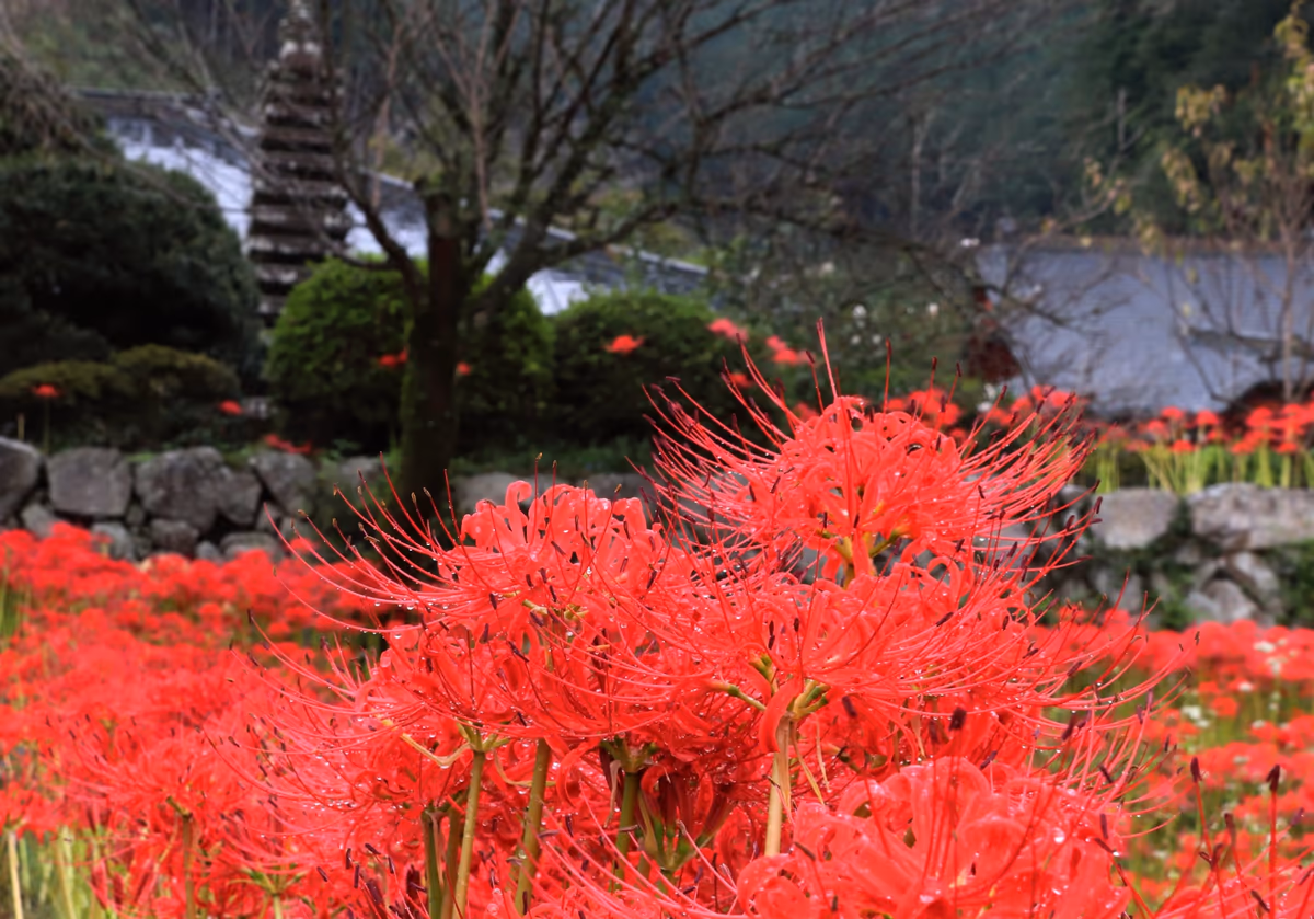 投稿写真：常楽寺の彼岸花
