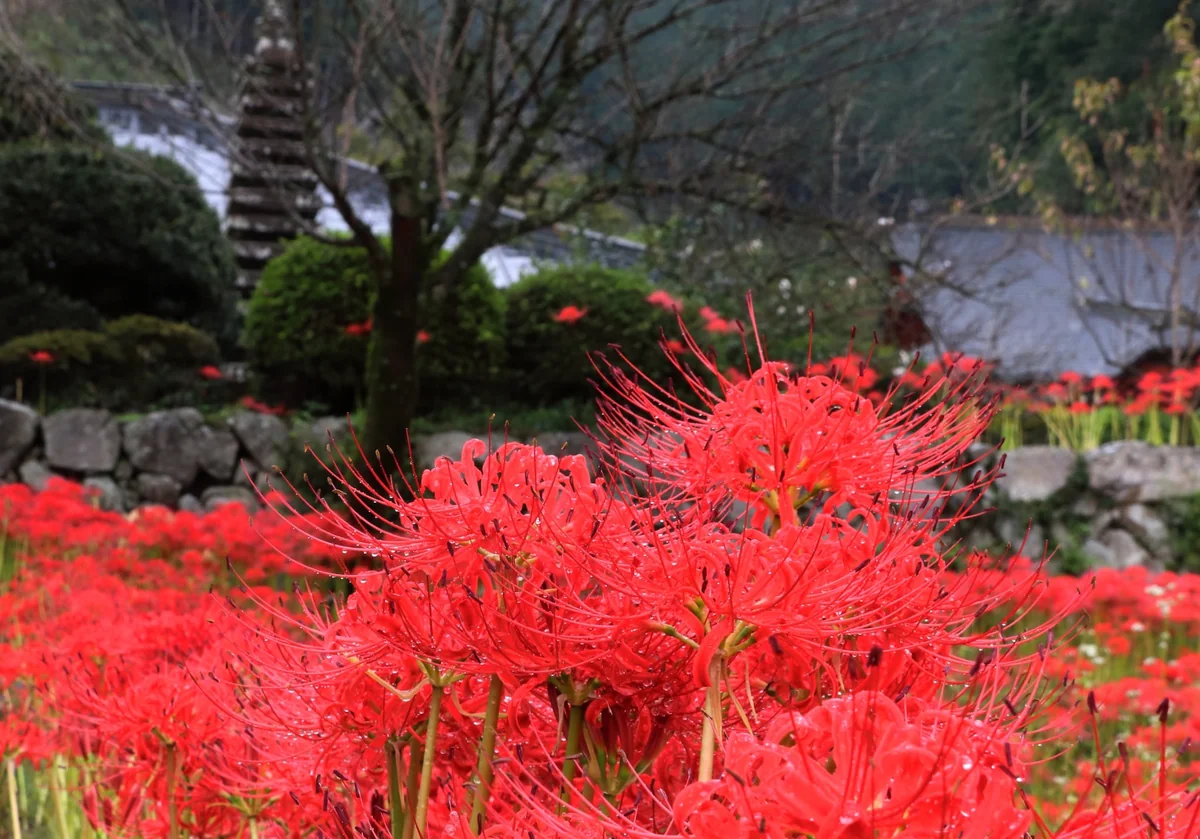 投稿写真：常楽寺の彼岸花