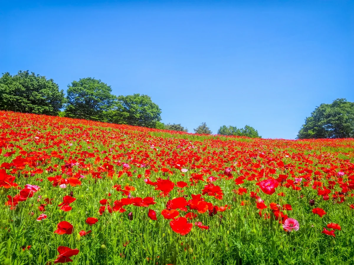 投稿写真：真っ赤なシャーレーポピー