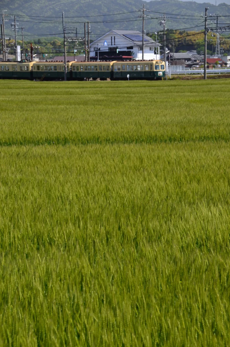 投稿写真：麦の穂とナローゲージ