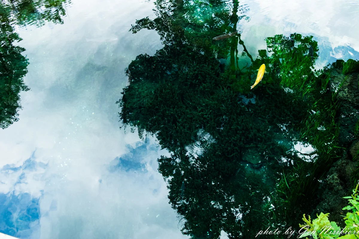 投稿写真：鏡の様な池