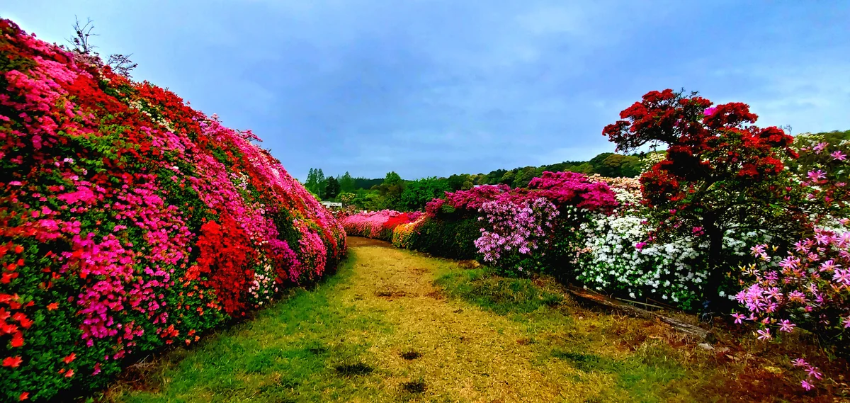 投稿写真：つつじの壁2