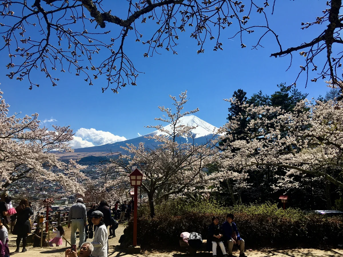 投稿写真：春富士