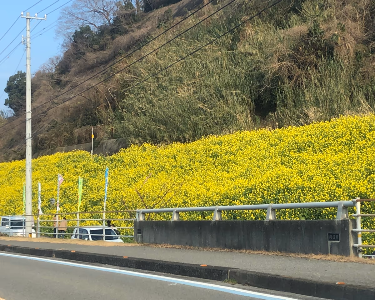 投稿写真：土手の菜の花
