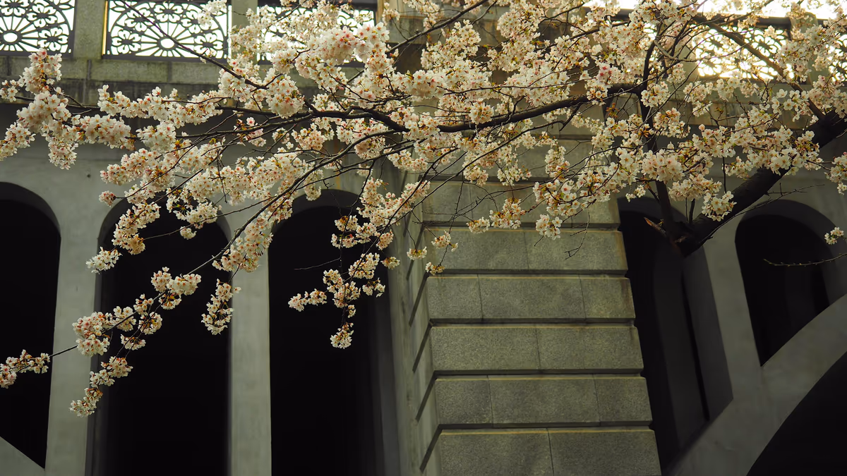 投稿写真：音無橋と桜