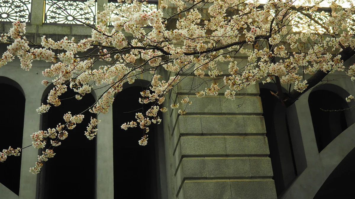 投稿写真：音無橋と桜