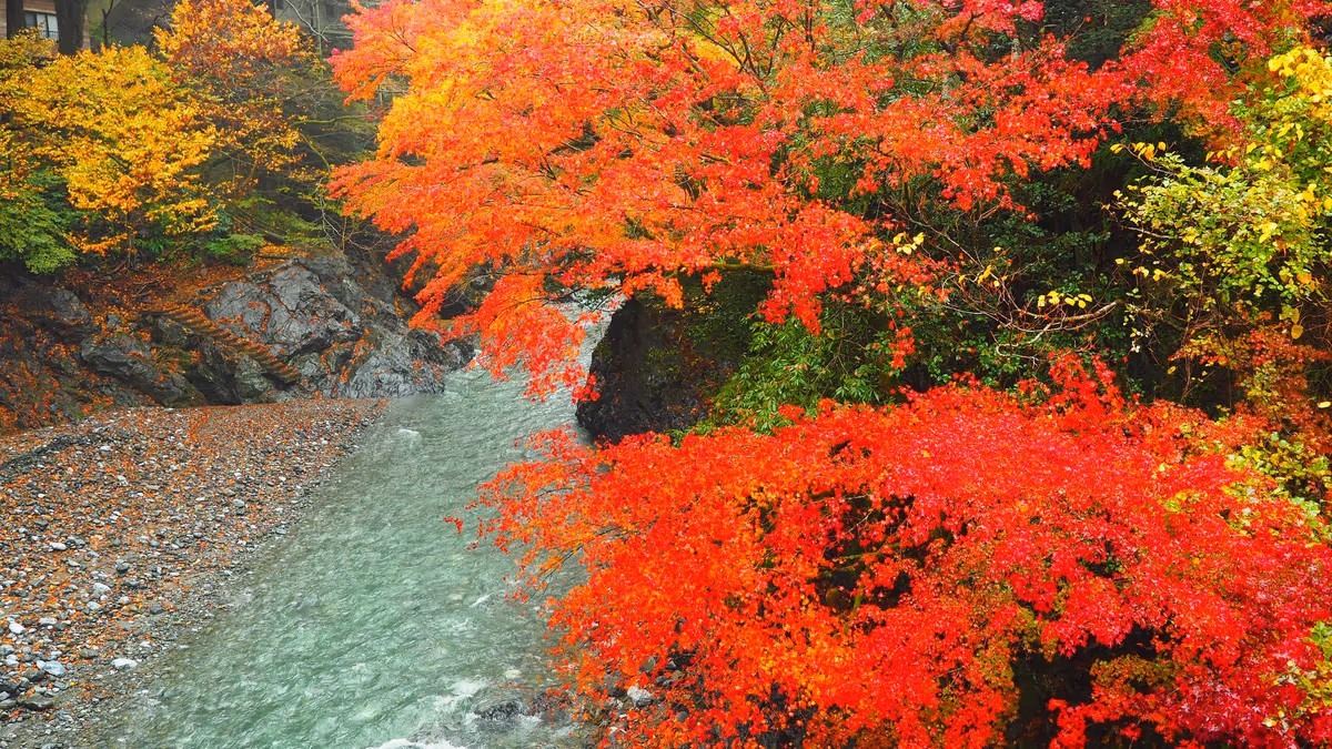 投稿写真：氷川渓谷紅葉