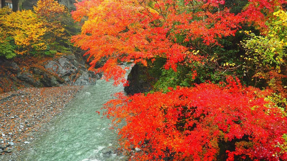投稿写真：氷川渓谷紅葉