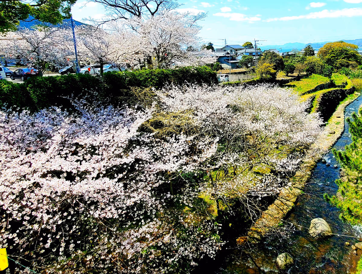 投稿写真：橘神社桜めぐり