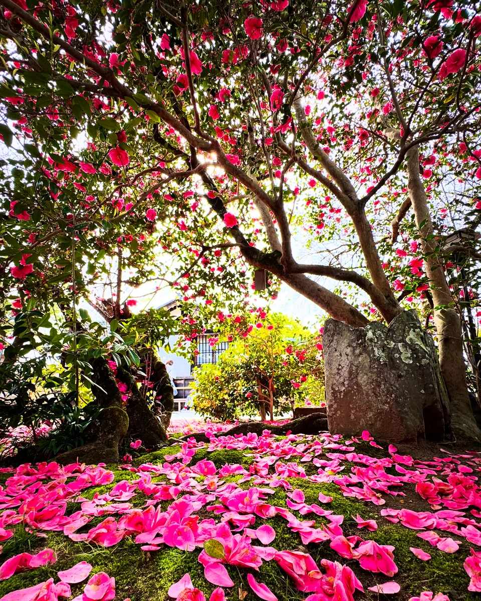 投稿写真：100種類を超える椿が咲き誇る谷の御所の絶景