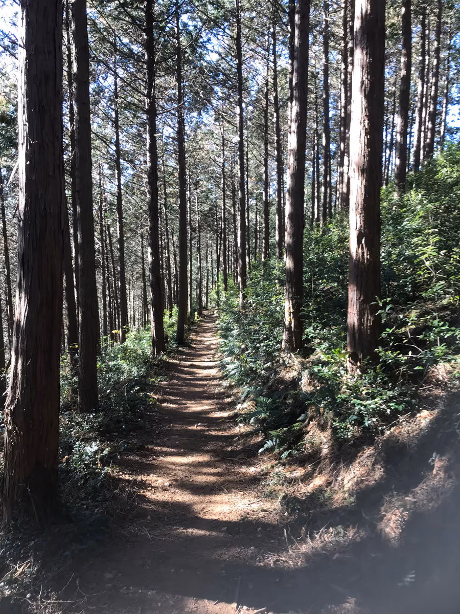 投稿写真：山道