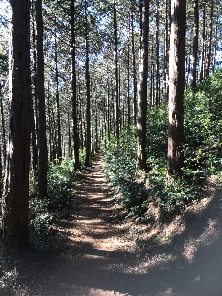 投稿写真：山道