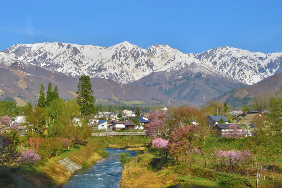 投稿写真：白馬三山と姫川と桜