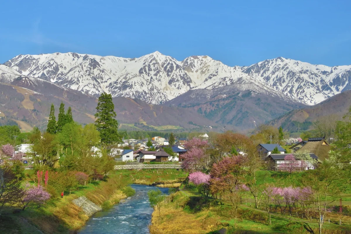 投稿写真：白馬三山と姫川と桜