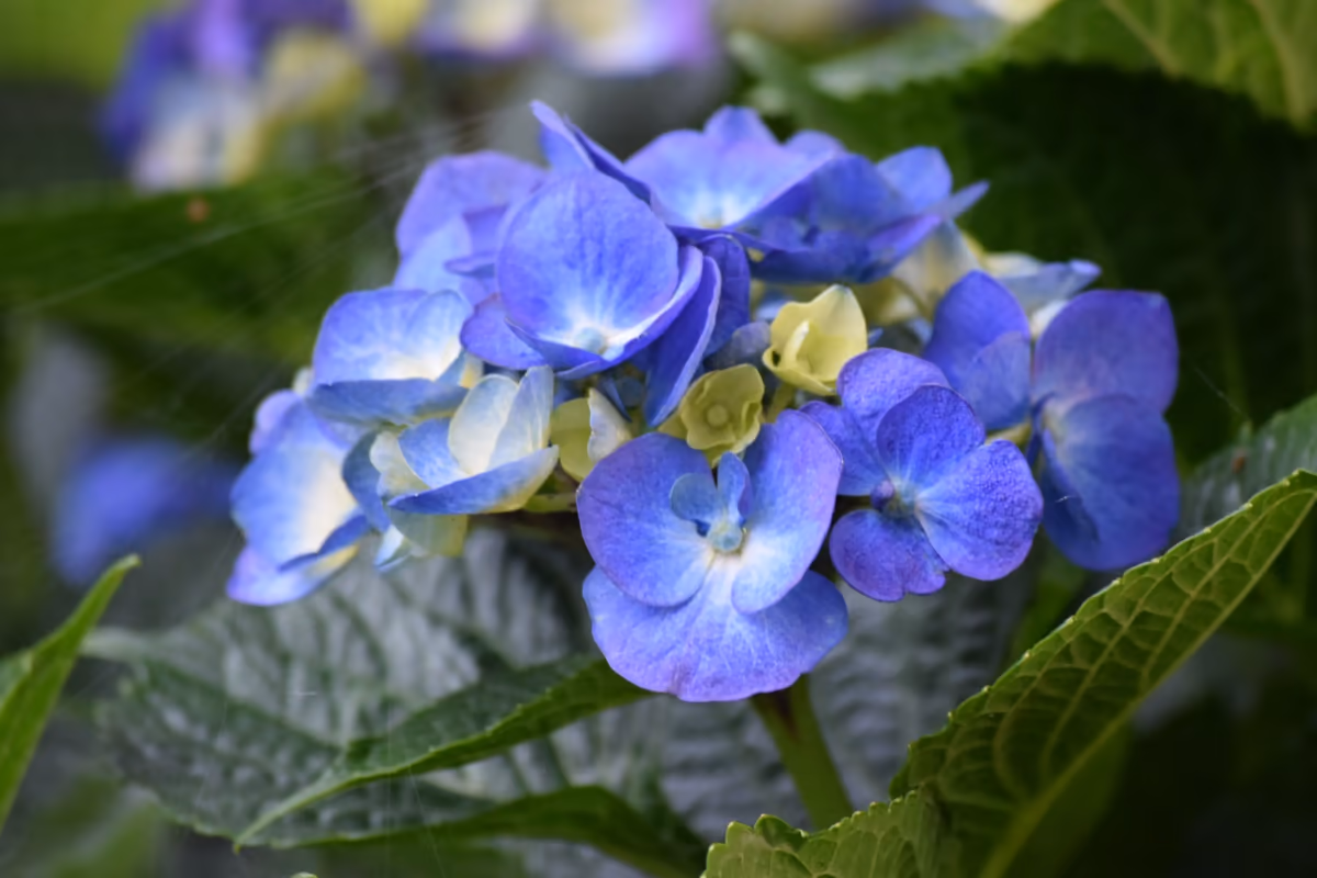 投稿写真：紫陽花パート2