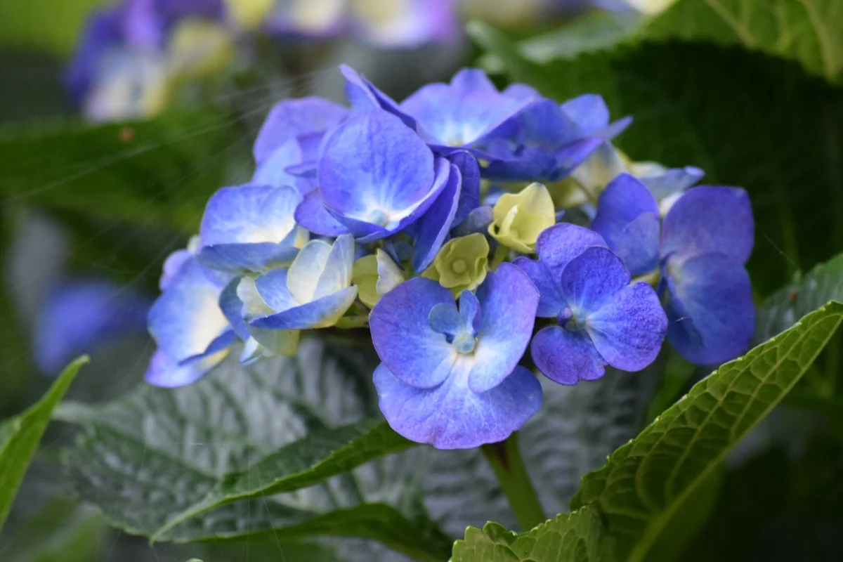 投稿写真：紫陽花パート2