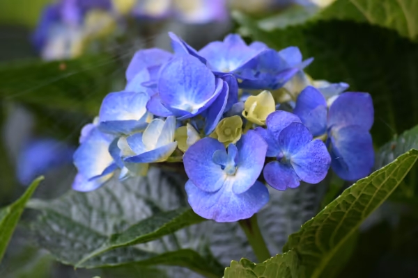 投稿：紫陽花パート2