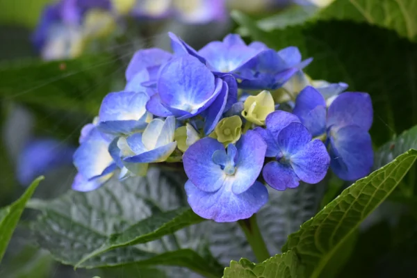 投稿：紫陽花パート2